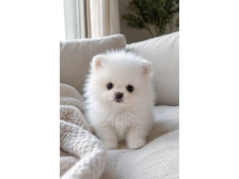 Pomeranian yavrularımız ayı surat