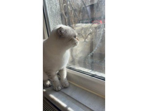 Selam ben scottish fold bihter