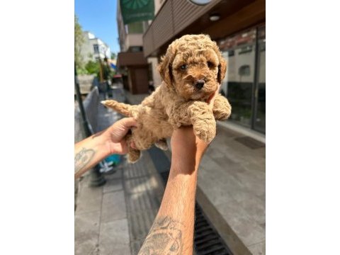 Toy poodle çocuklarım