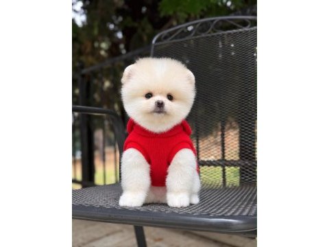 Dişi ve erkek 2.5 aylık pomeranian