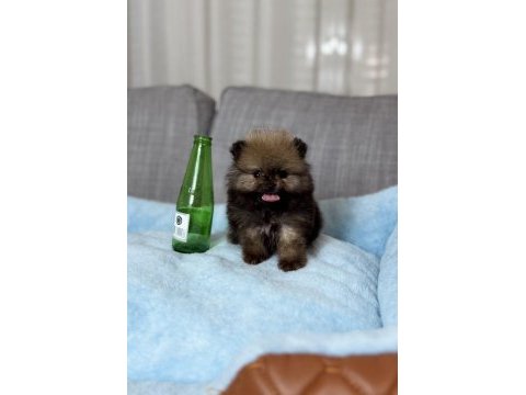 Orjinal tea cup ayı surat orange pomeranian boo