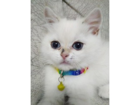 British longhair acil ilan
