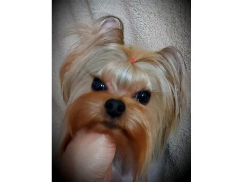 Şecere belgeli yetişkin erkek yorkshire terrier
