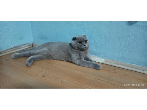 Evimizin neşesi scottish fold