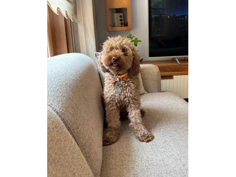 Aile ortamından toy poodle yavrusu