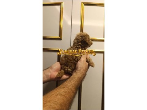 Toy poodle dişi ve erkek