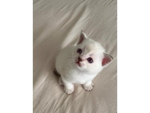 British shorthair yavrular yuva bekliyor