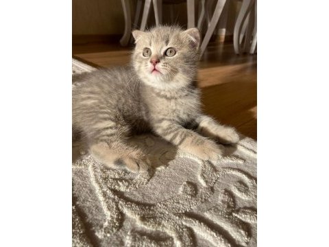 Bebeksu british shorthairler
