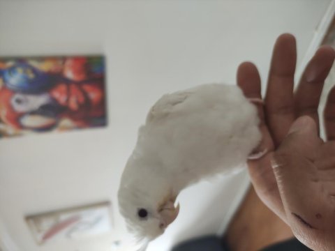 Albino sultan papağanı ele alıştık