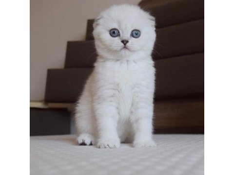 Mavi gözlü ve yeşil gözlü scottish fold yavrular