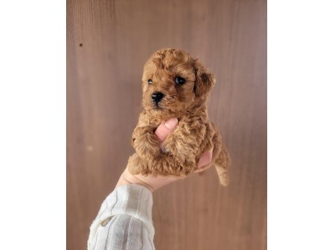 Toy poodle bebekler ruhsatlı çiftlikten