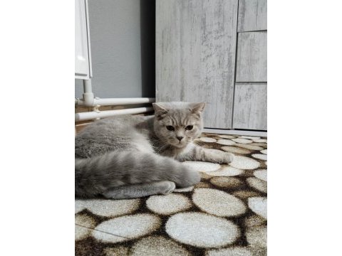 British shorthair kedi mi sahiplendirmek istiyorum