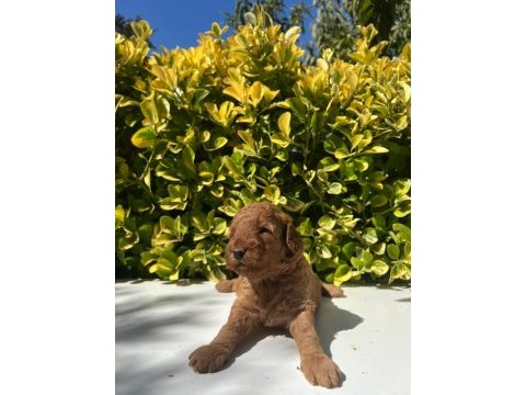 Irk garantili red brown toy poodle
