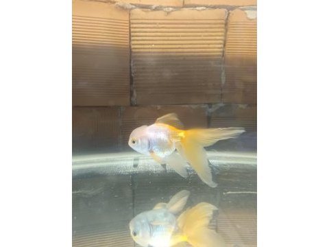 Oranda aslan bas japon balığı