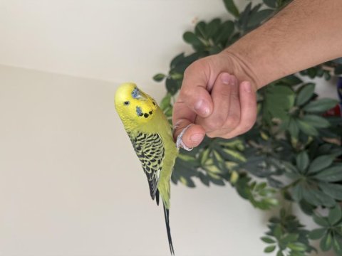 Konuşan muhabbet kuşu fıstık 81 ile gönderim mevcuttur