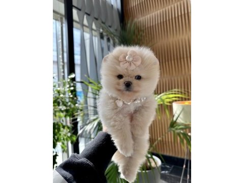 Pomeranian boo