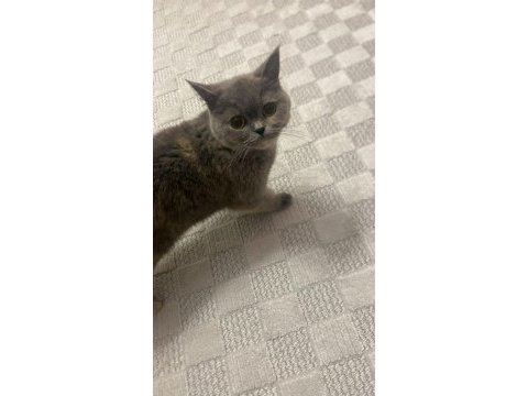 Ücretsiz sahiplendirilecek kedimiz