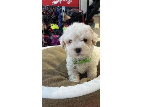 Orjinal hipoalerjenik teacup maltipoo