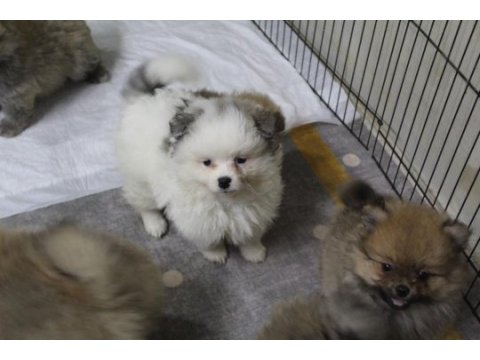 Pomeranian köpekler yeni yuvasını arıyor