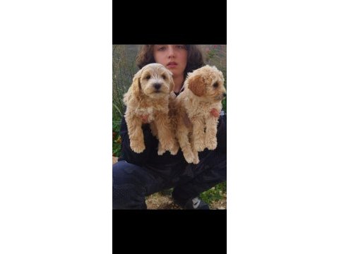 Orjinal maltipoo erkek yavrularımız.