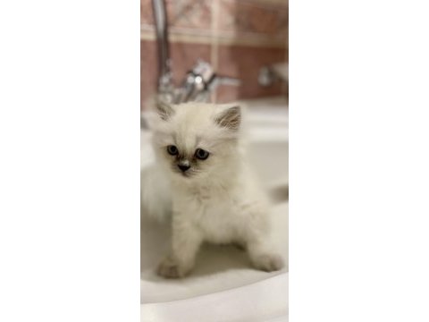Teslime hazır 60 günlük british longhair dişi