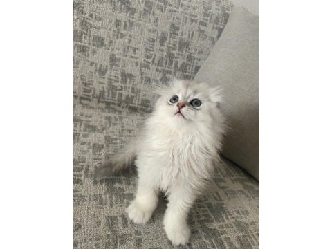 Safkan erkek kedimiz