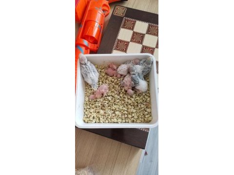 Yavru yeme düşmüş rainbow muhabbet kuşu