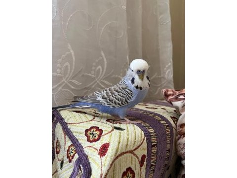 Toplu 6 adet muhabbet kuşu