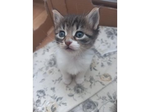 2 aylık yavru tekir kedimiz