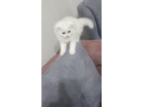 37 mart doğumlu scottish fold
