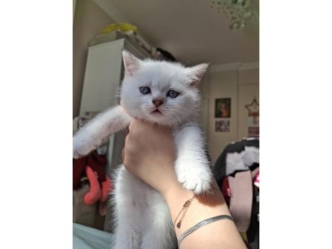 Beyaz british shorthair