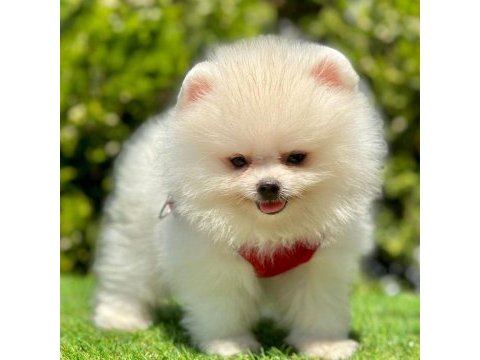Safkan pomeranian boo yavrularımız