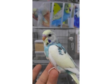 Alıştırmalık muhabbet kuşu yavrular hepsi güzel