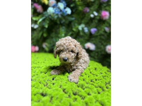 Sevimli toy poodle bebek köpekler