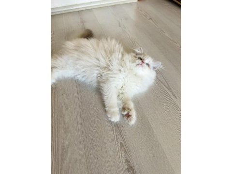 Erkek ragdoll bebek