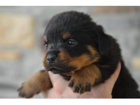 Türkiye şampiyon yavrular a şecereli rottweiler resmi üretim
