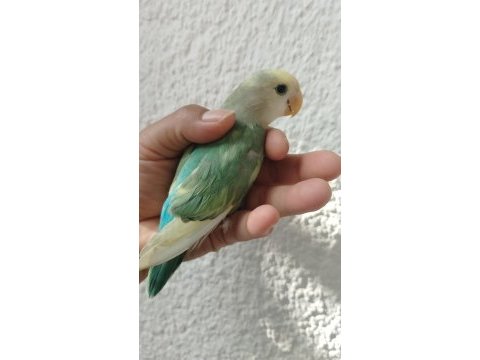 2 aylık sevda papağanı