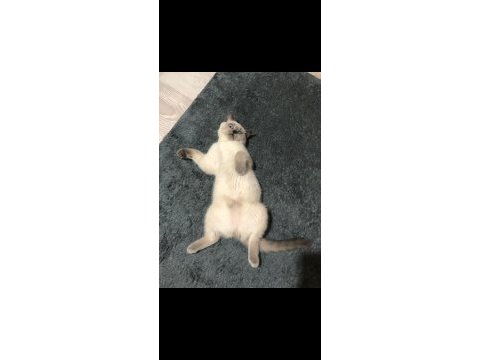 Blue point british shorthair