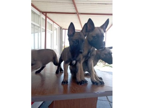 Malinois bebekler yeni yuvalarını arıyorlar