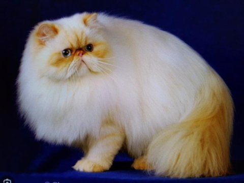 Himalayan-persian cream point 1 yarışma kedisi