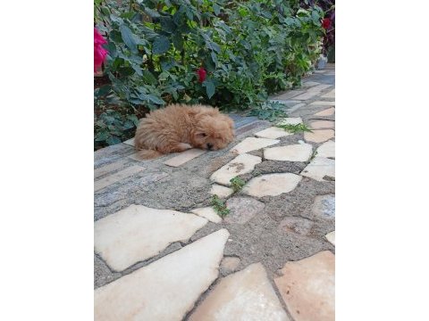 Maltipoo dişi 2.5 aylık