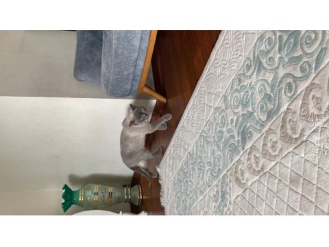 1 yaşında british shorthair