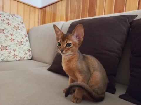 Safkan habeş kedisi