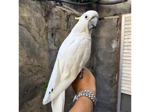Evcil sülfür kakadu