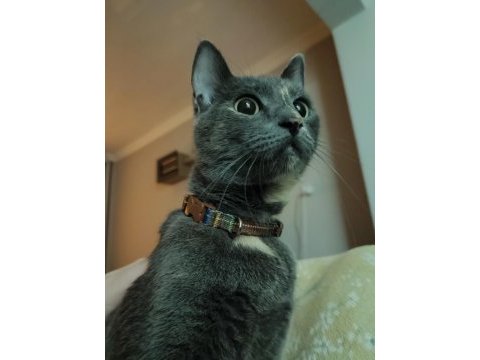 Russian blue scottish kırması dişi kedi