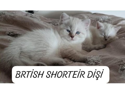 British prensesim uyguna verilecek