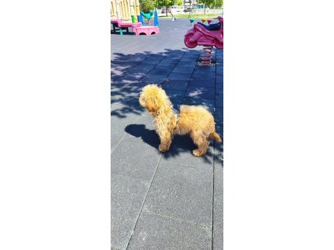Toy poodle