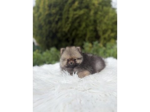 Pomeranian boo ayı surat
