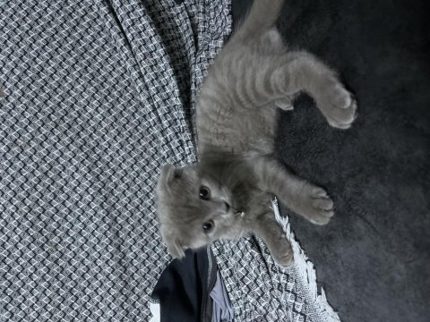 Scottish fold kedisi
