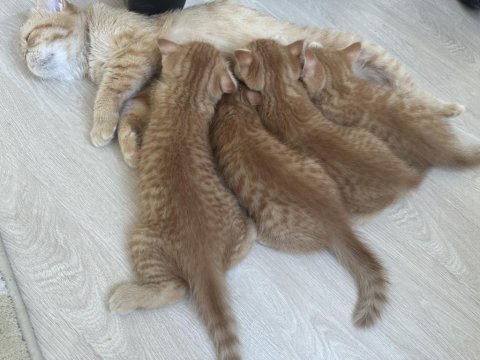 Yavru chinchilla melezi sahiplendirme
